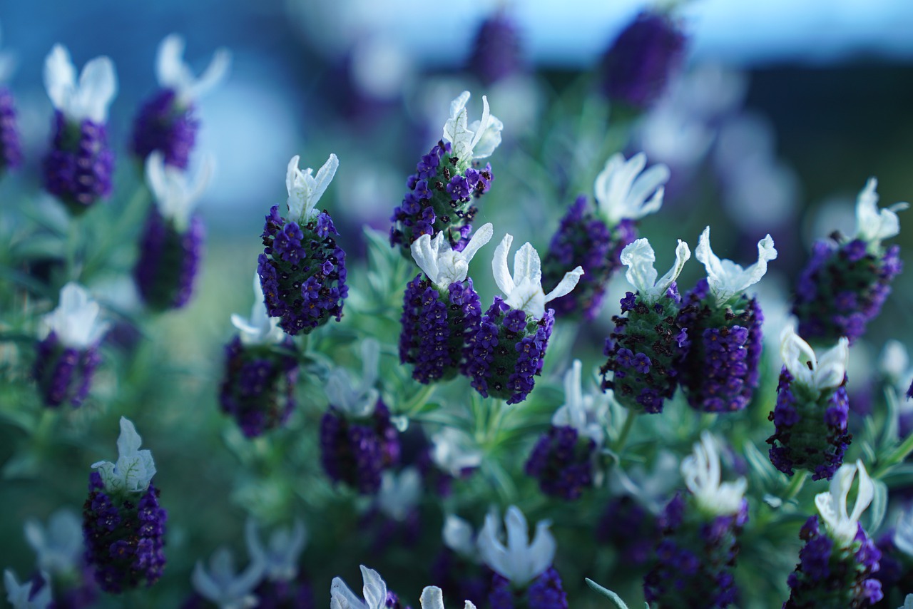 flower of hokkaido  spring  nature free photo