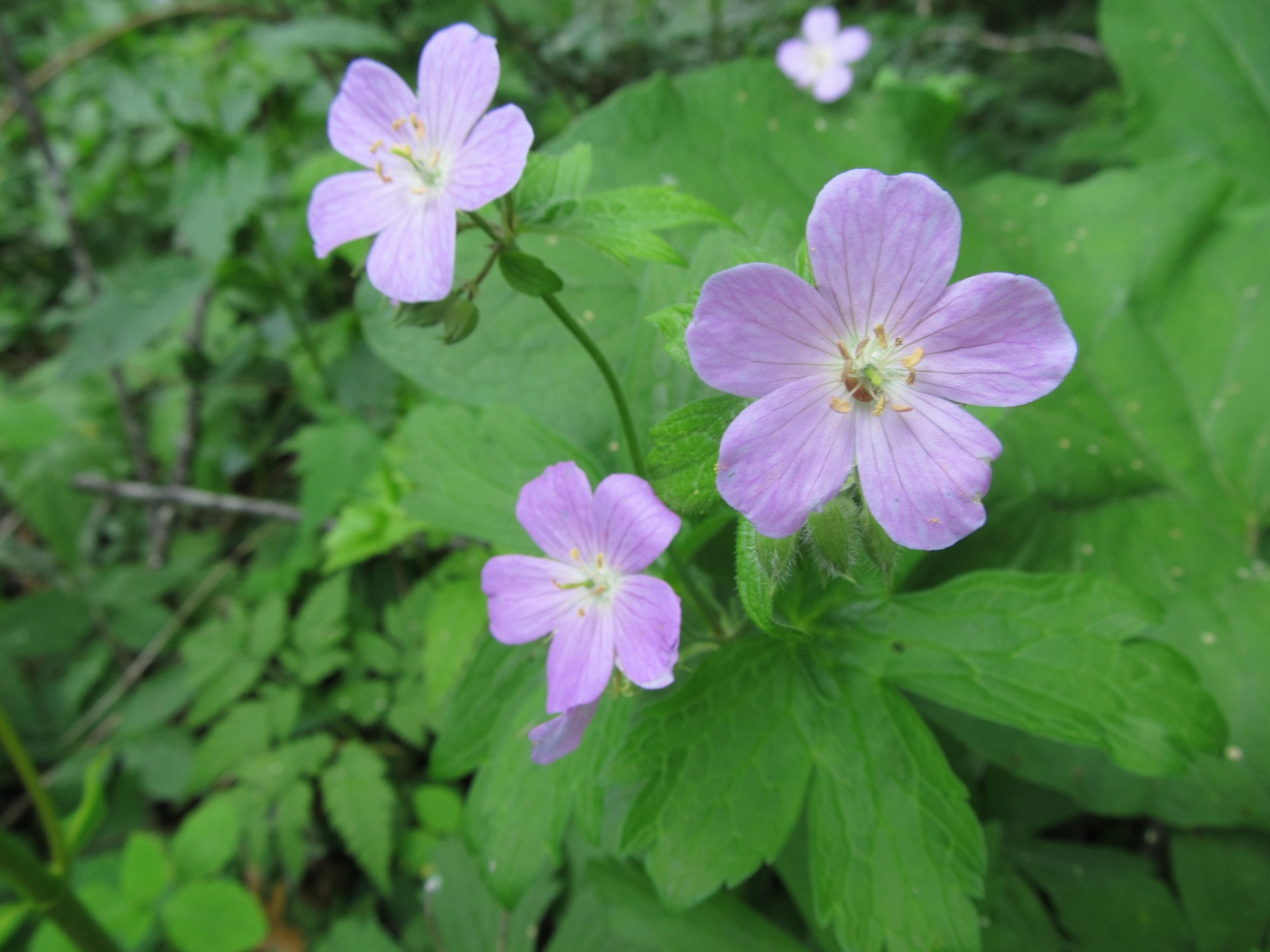 flowers blooming roses free photo