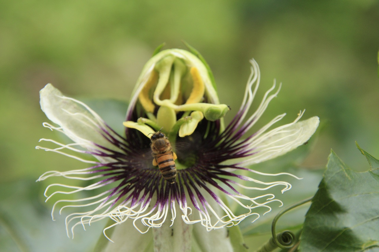 flower of passion fruit bee nature free photo