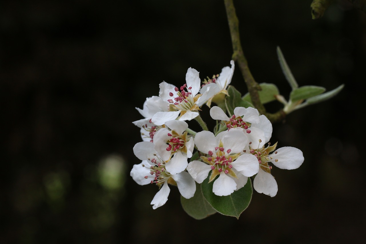 flower of pear  nature  plant free photo