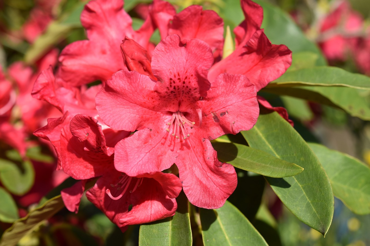 flower of rhododendron  rhododendron red  green leaves free photo