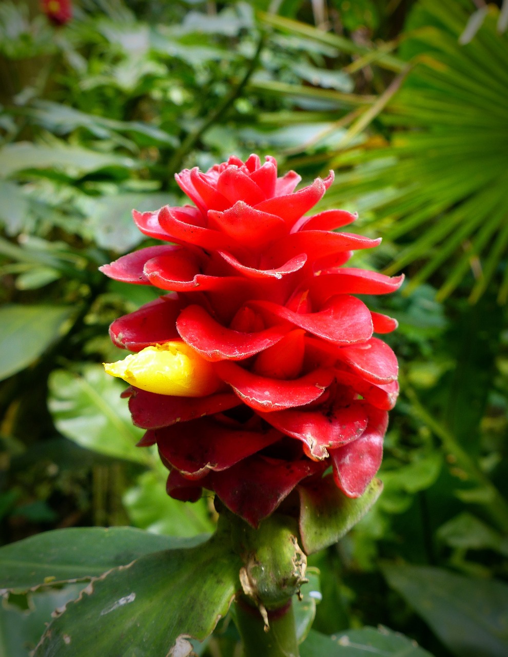 flower of the bearded kostwurz red velvet ginger costus barbatus free photo