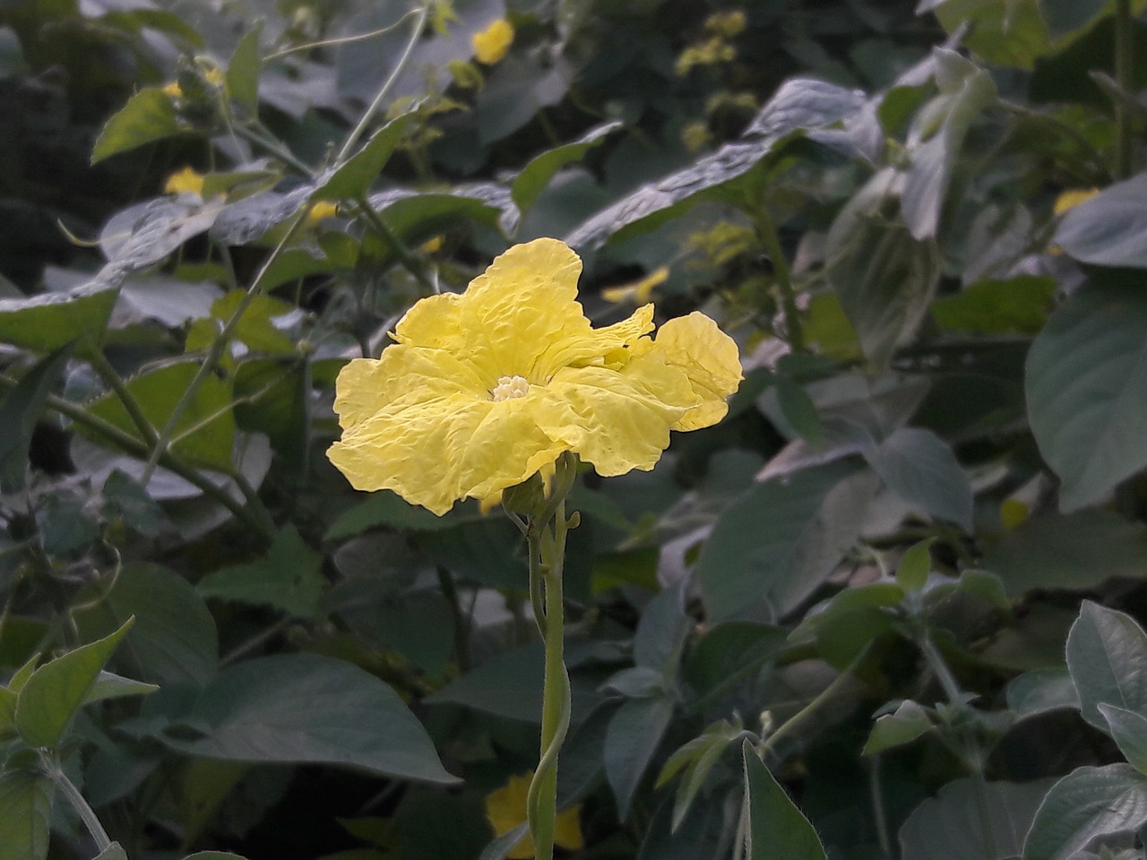 flower of the earth at saidham sirdi free photo