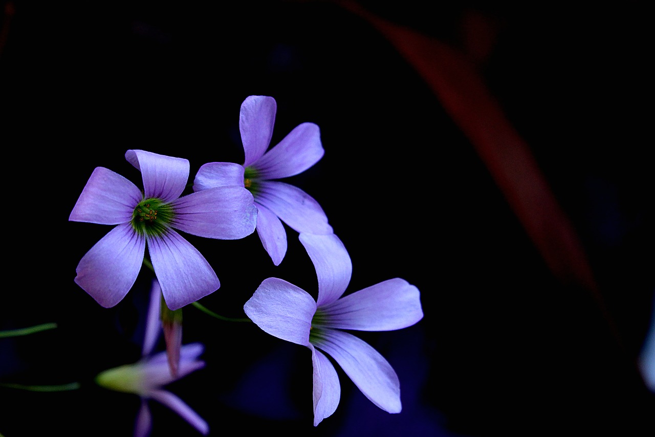 flower of the field garden flowers free photo