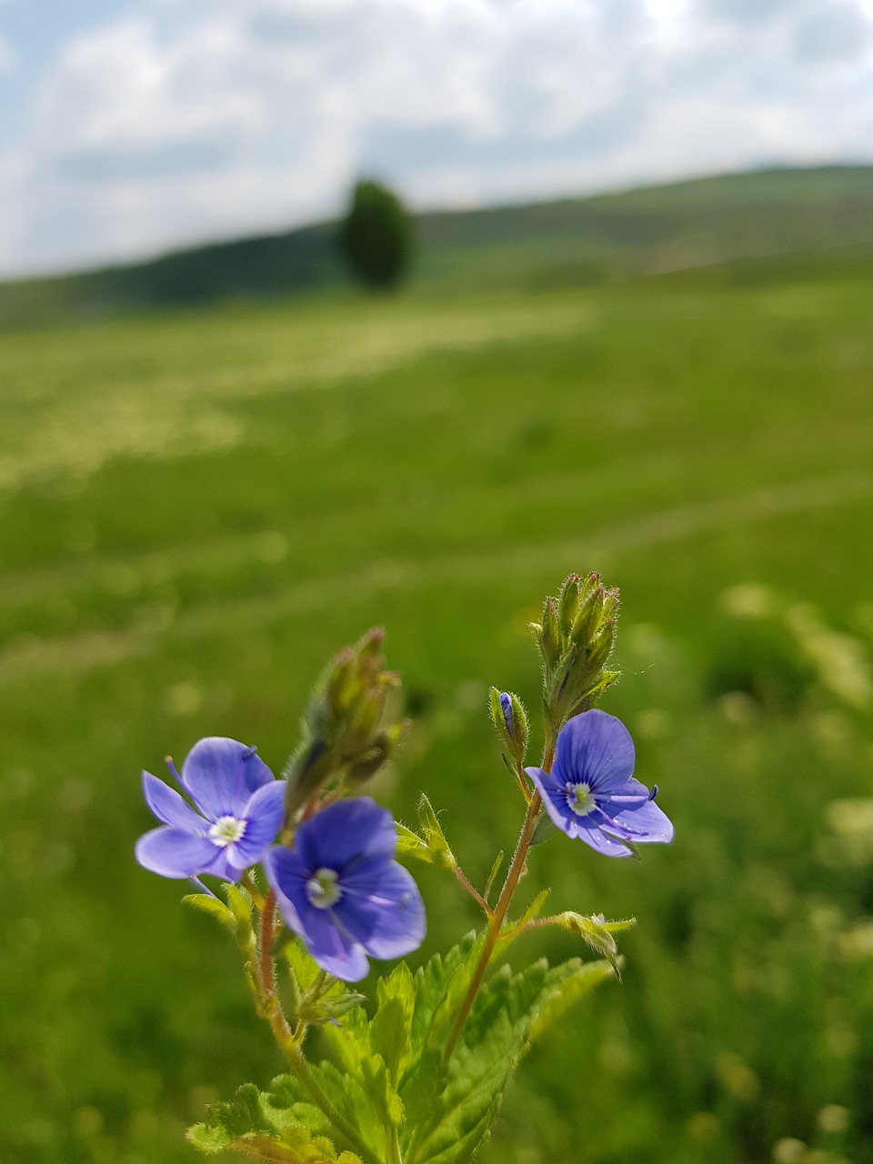 flower of the field  plant  green free photo