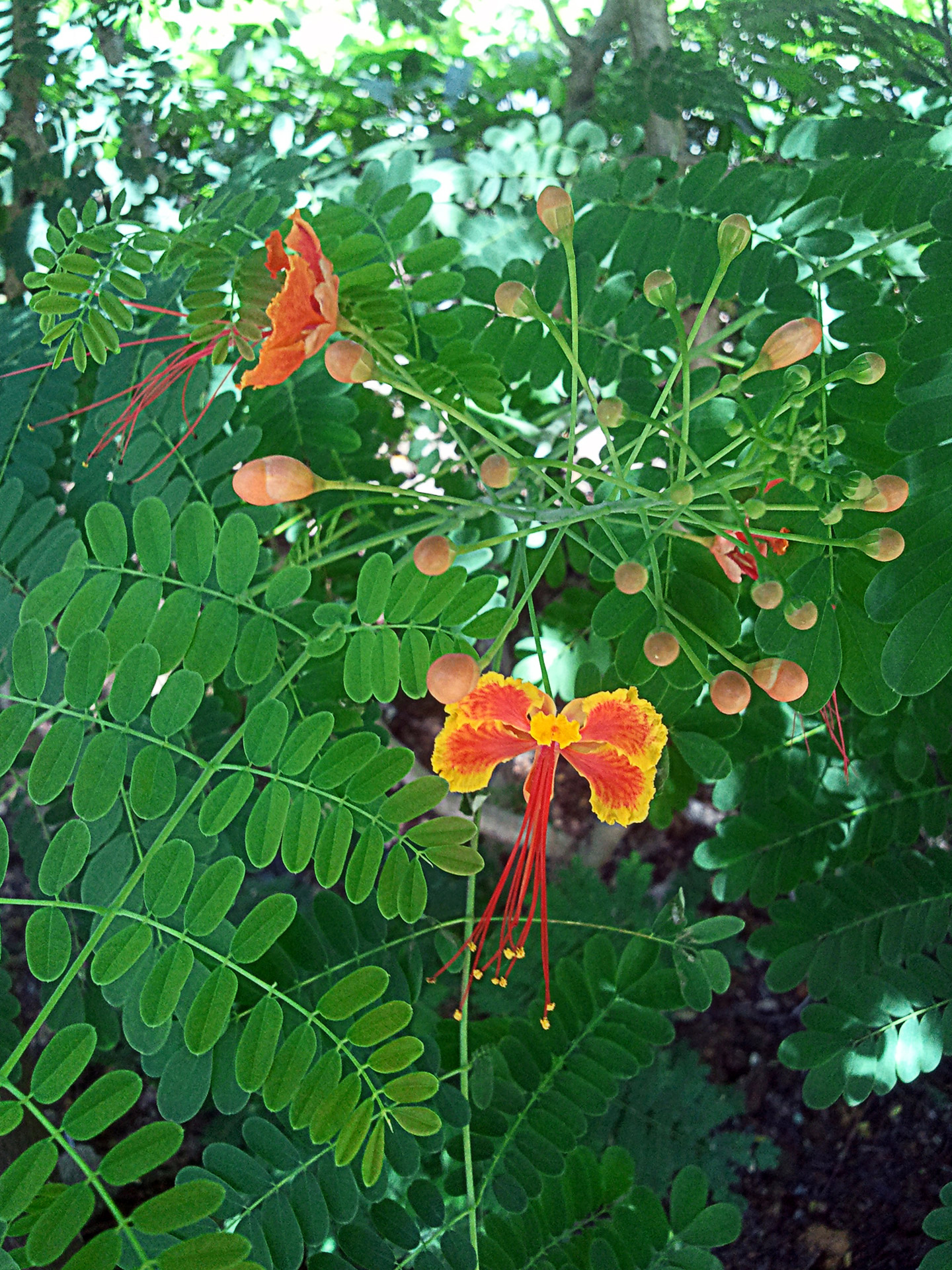 flower tree flower on the tree free photo