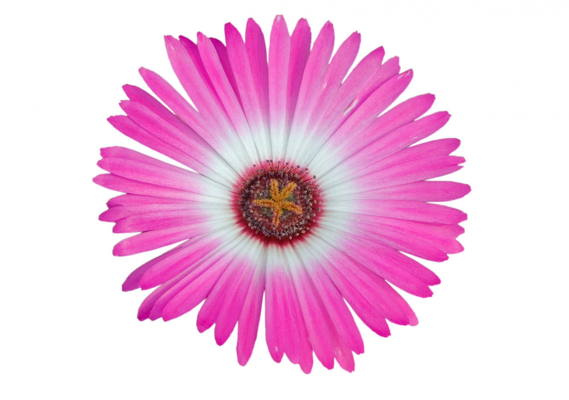flower pink isolated free photo