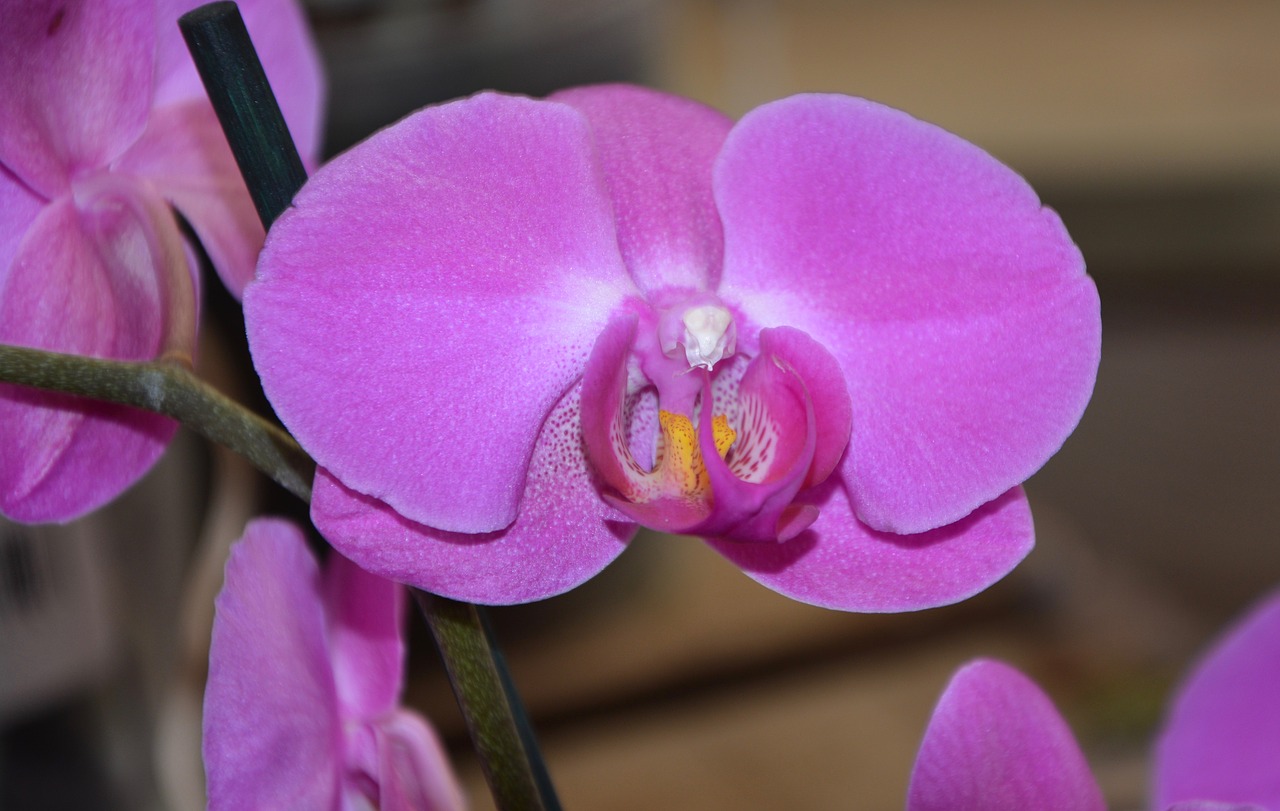 flower orchid violet colour decoration free photo