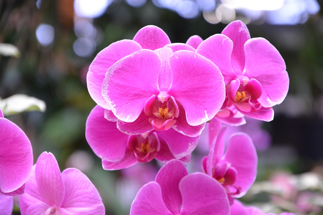 flower orchid bright pink color gift offer free photo