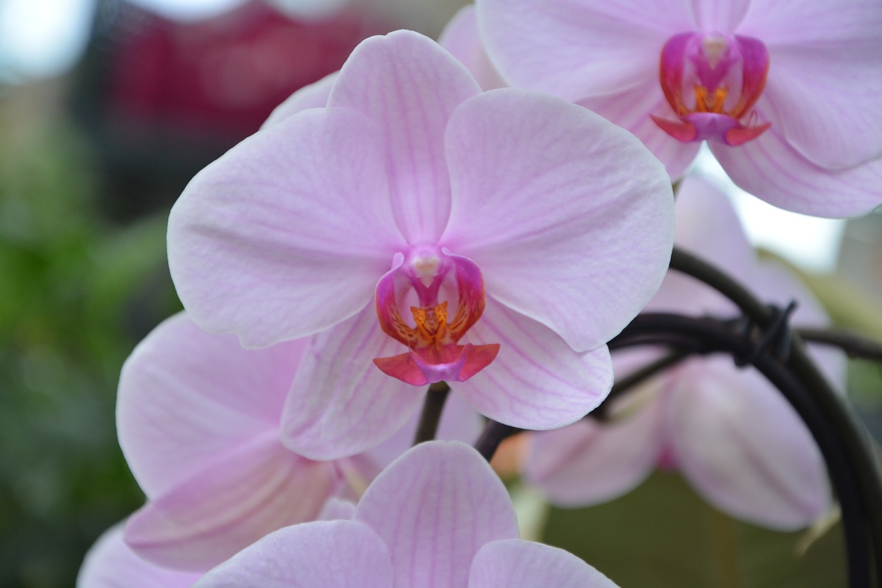 flower orchid pink decorative free photo