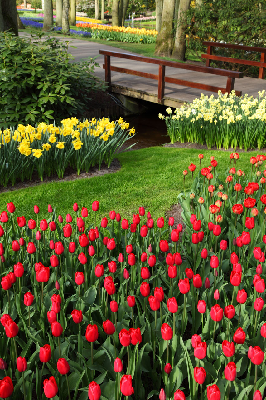 beautiful flower bed free photo