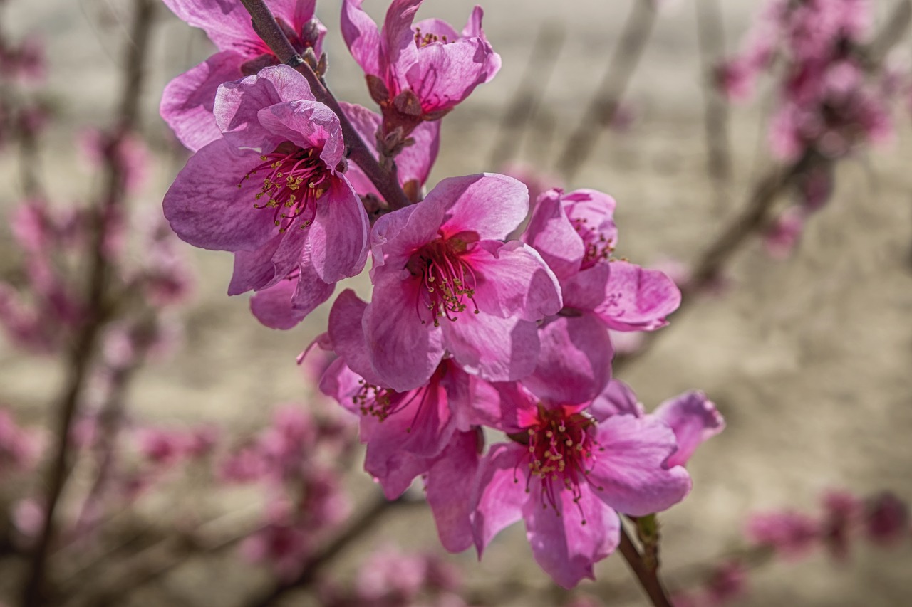 flower peach  rosa  floral free photo