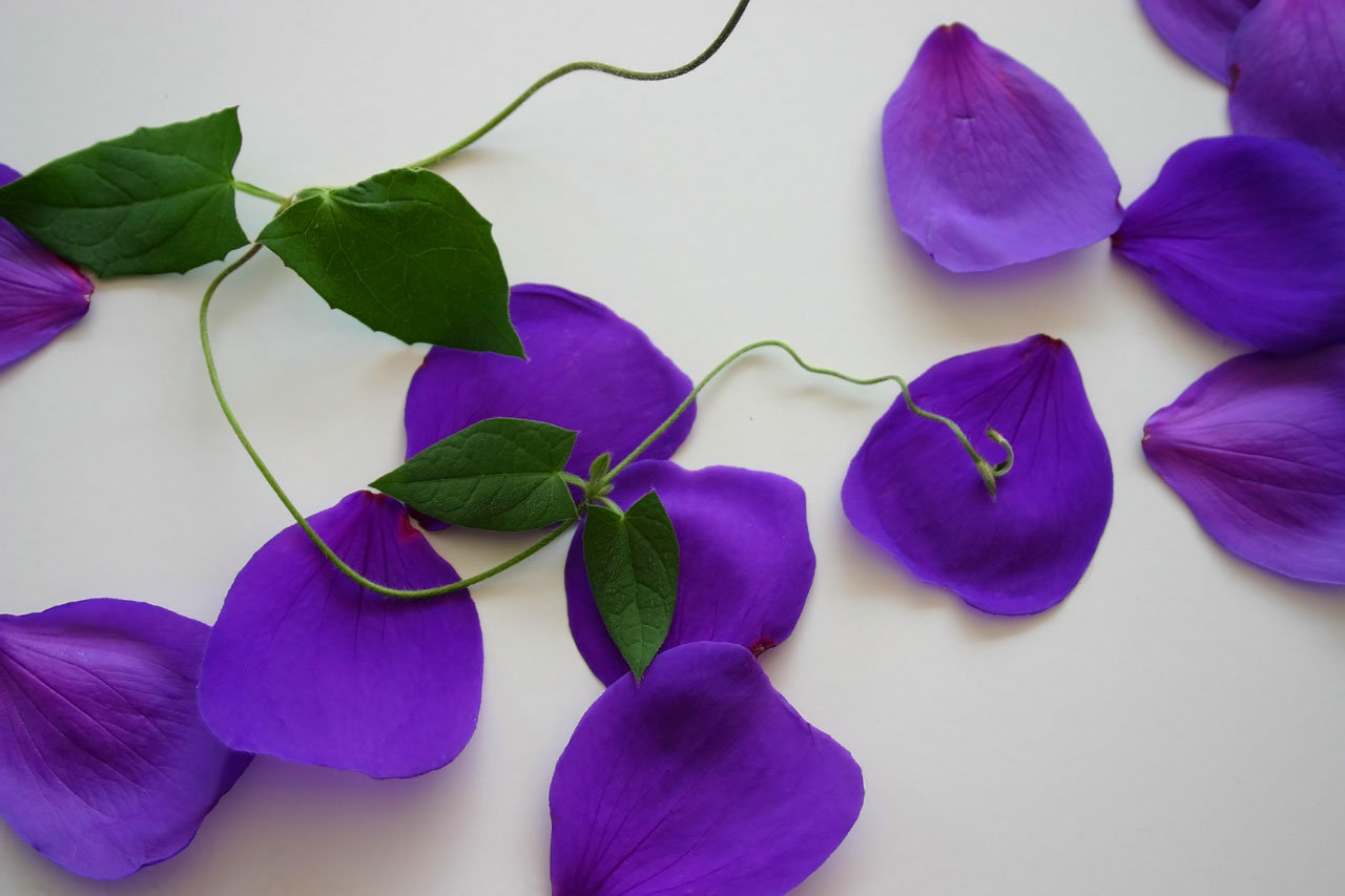 flower purple vine free photo