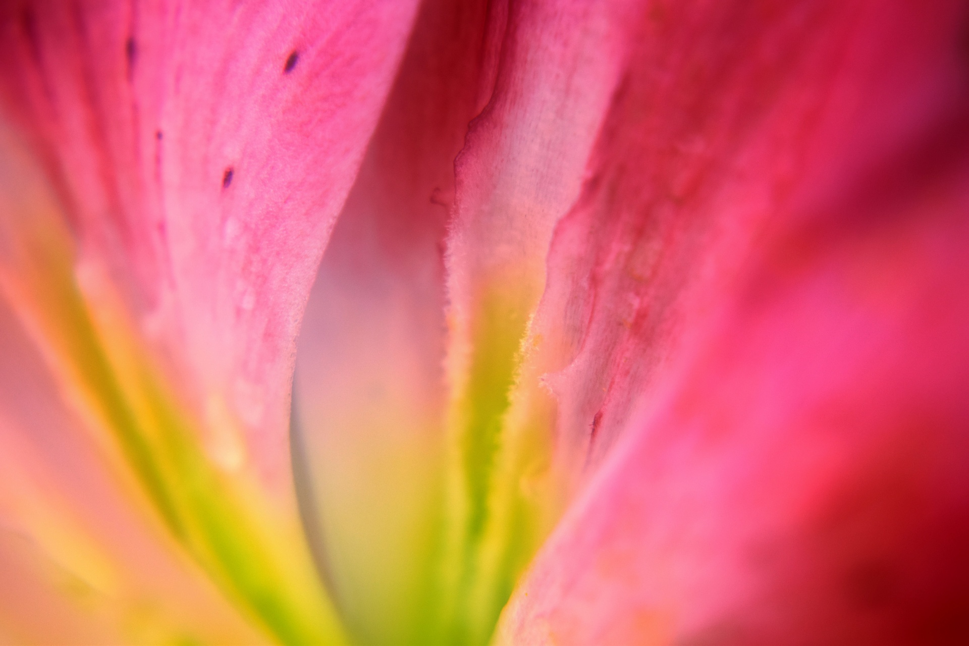 lily flower nature free photo