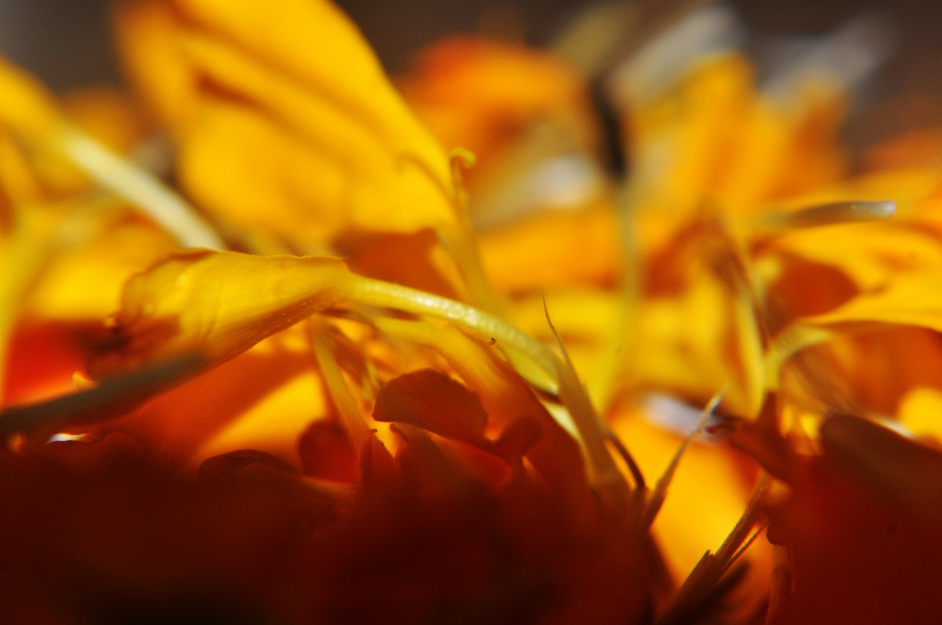 flower petals yellow free photo