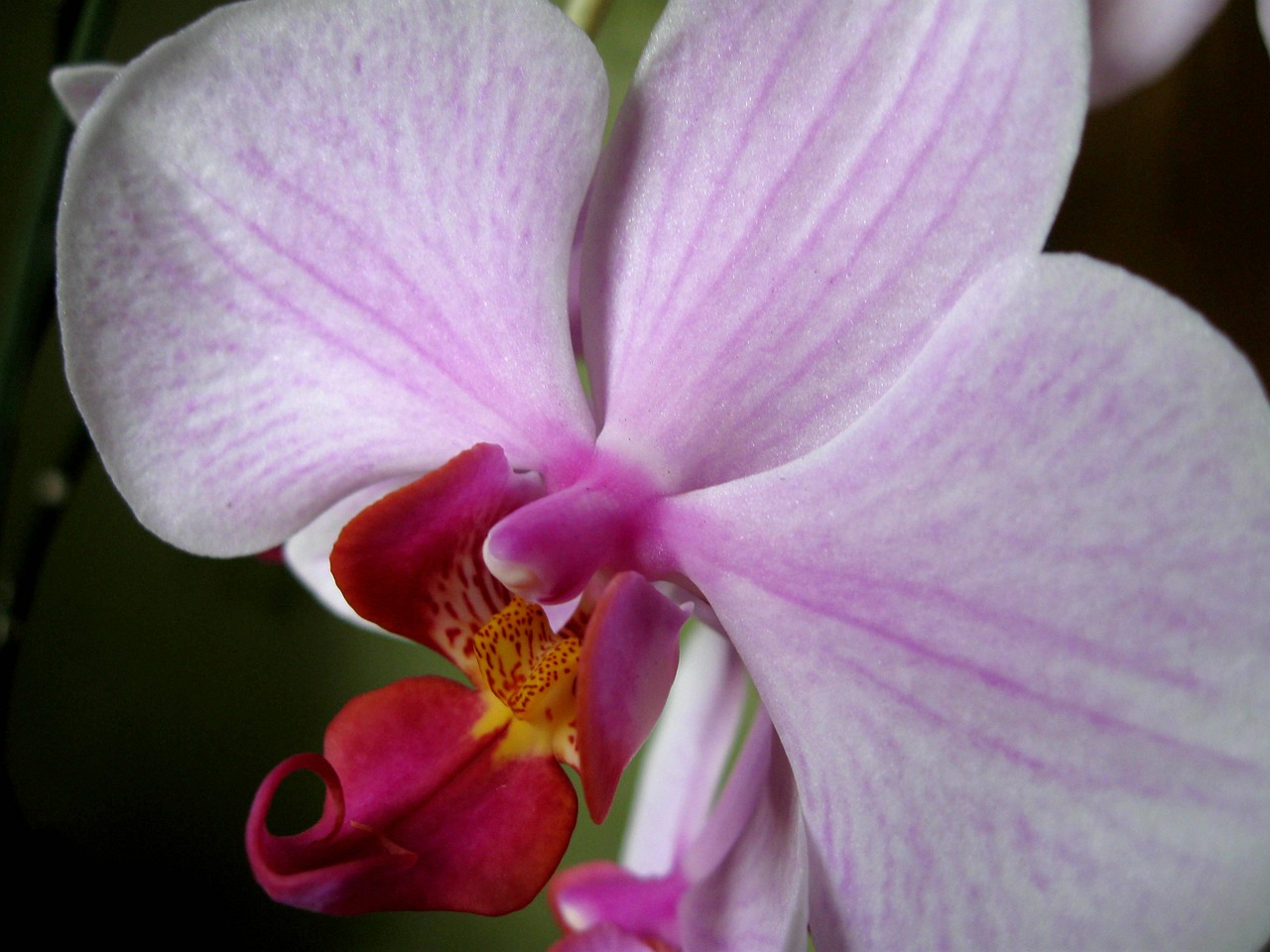 flower petals closeup orchis free photo