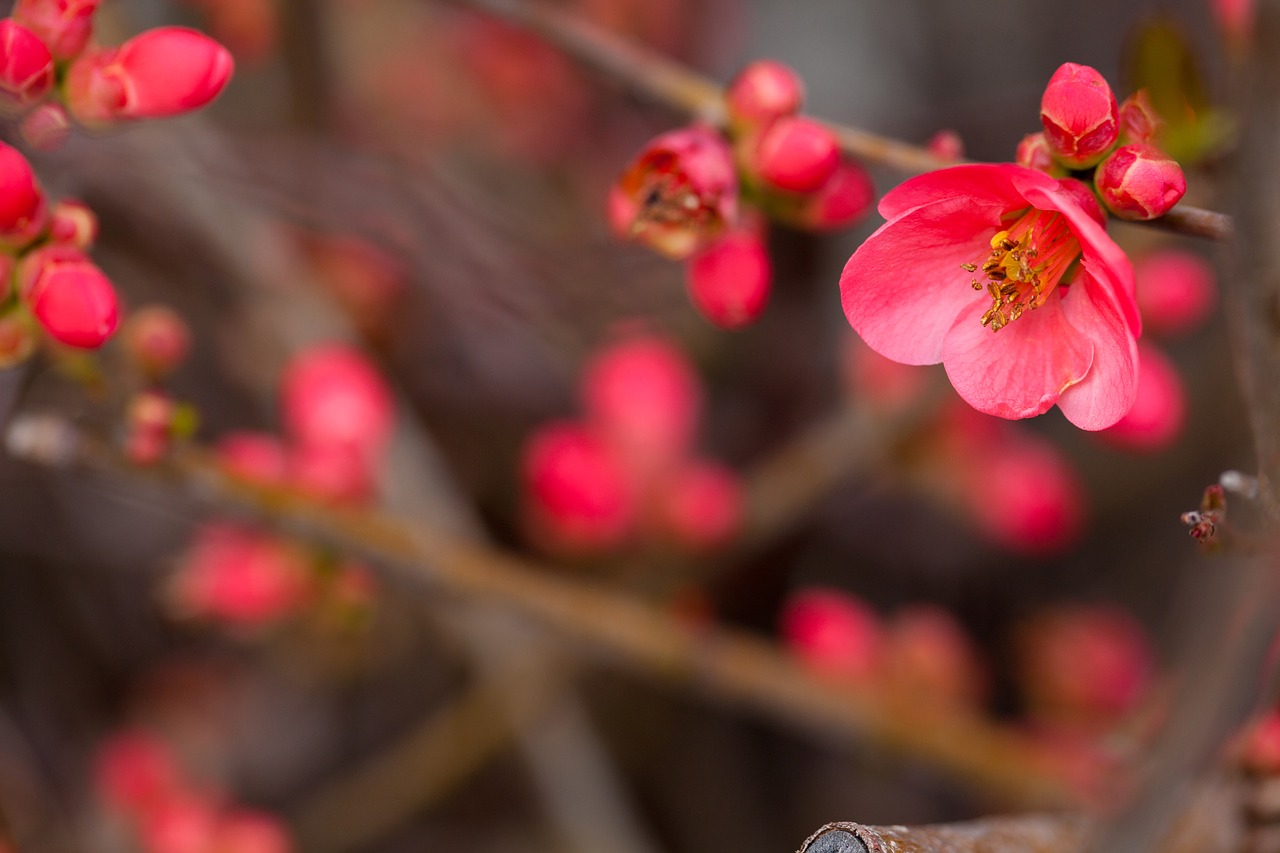 flower photography flower red flower free photo