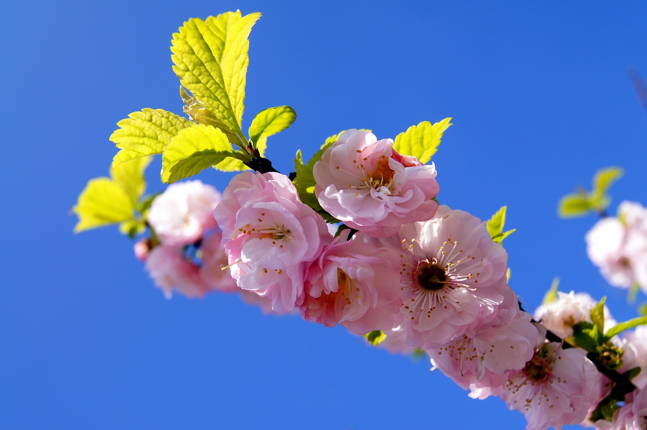 flower picture pink flower landscape free photo