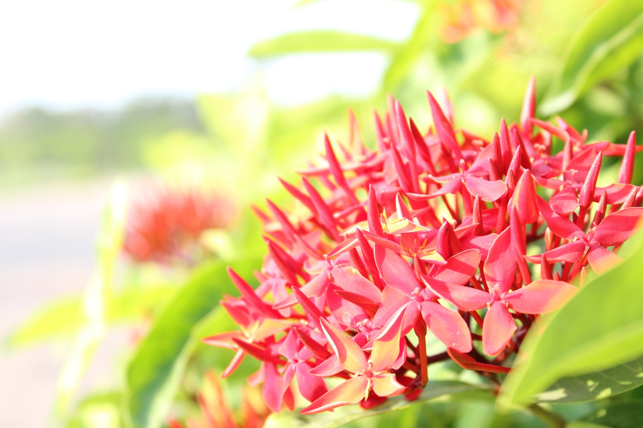 flower pin flowers face free photo