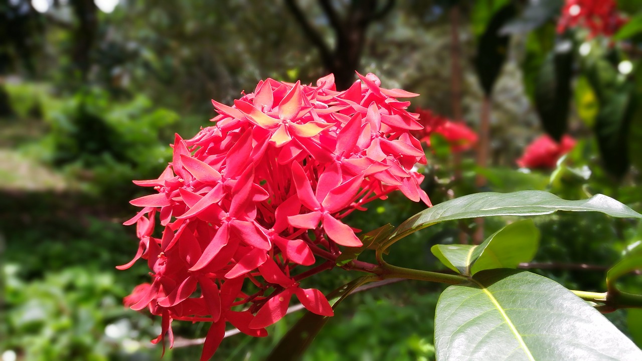 flower pin flower red flowers free photo