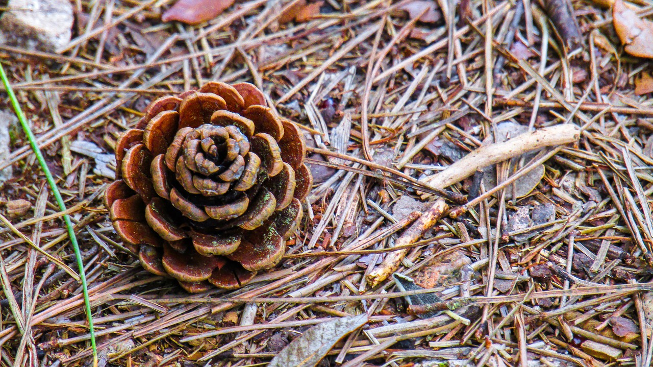 flower pine  pine nuts  pine free photo