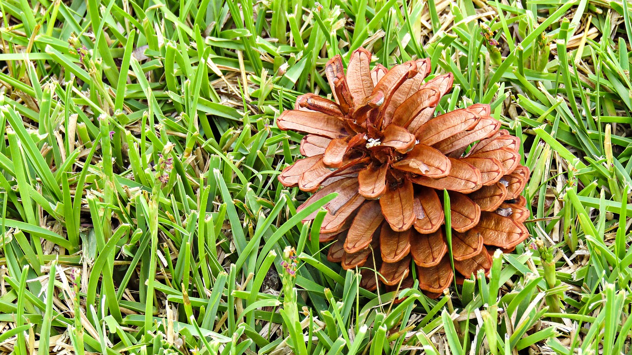 flower pine  pine  pine nuts free photo