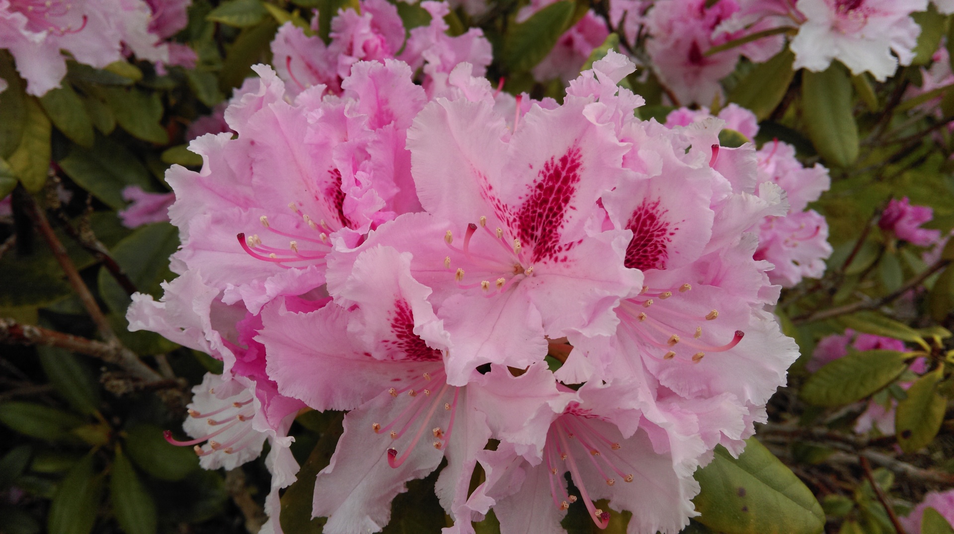 pink flower flower pink free photo