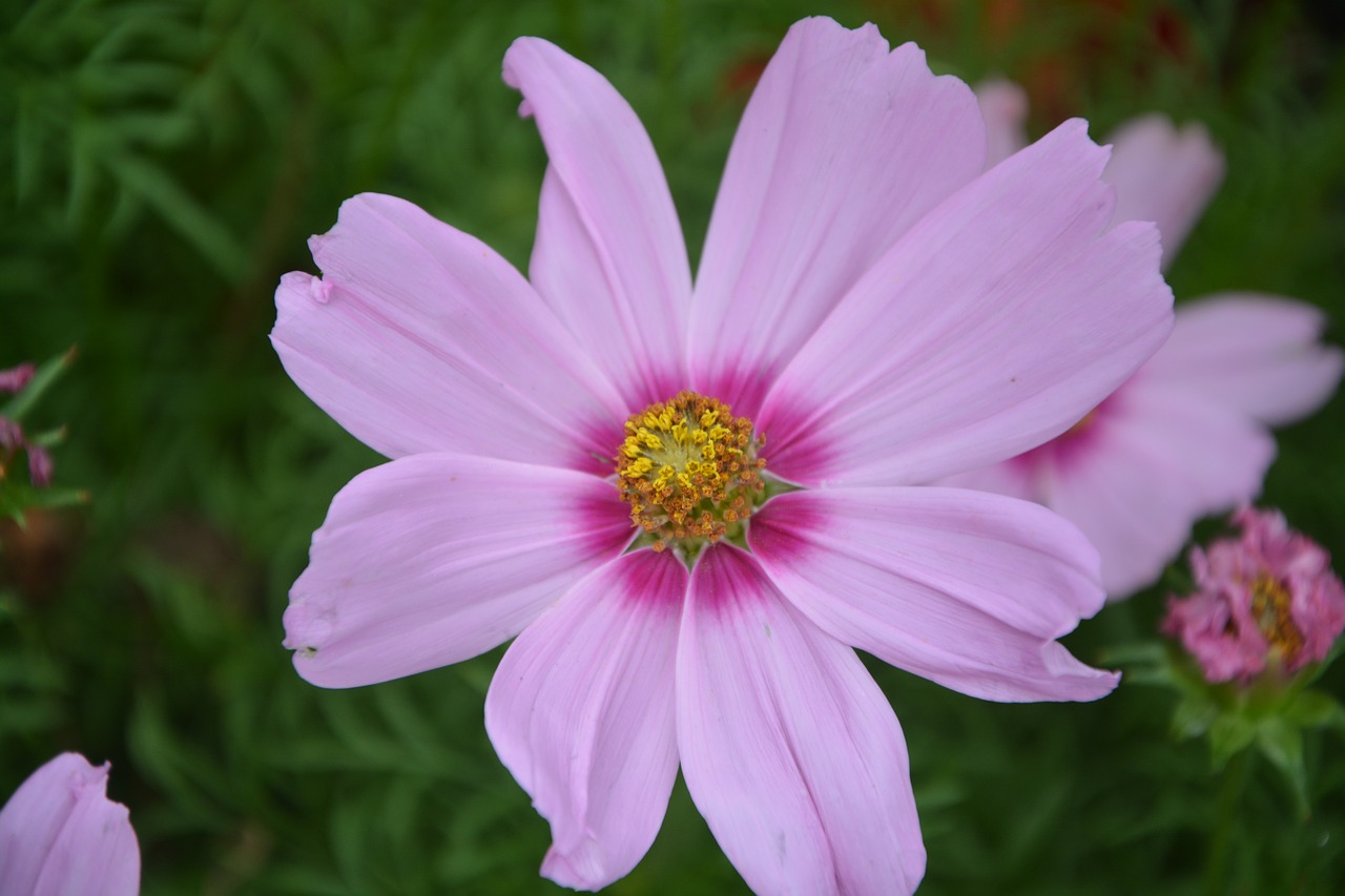 flower pink petals nature garden massif free photo