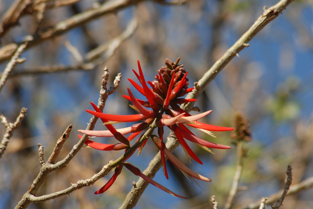 flower pipi vegetable branch free photo