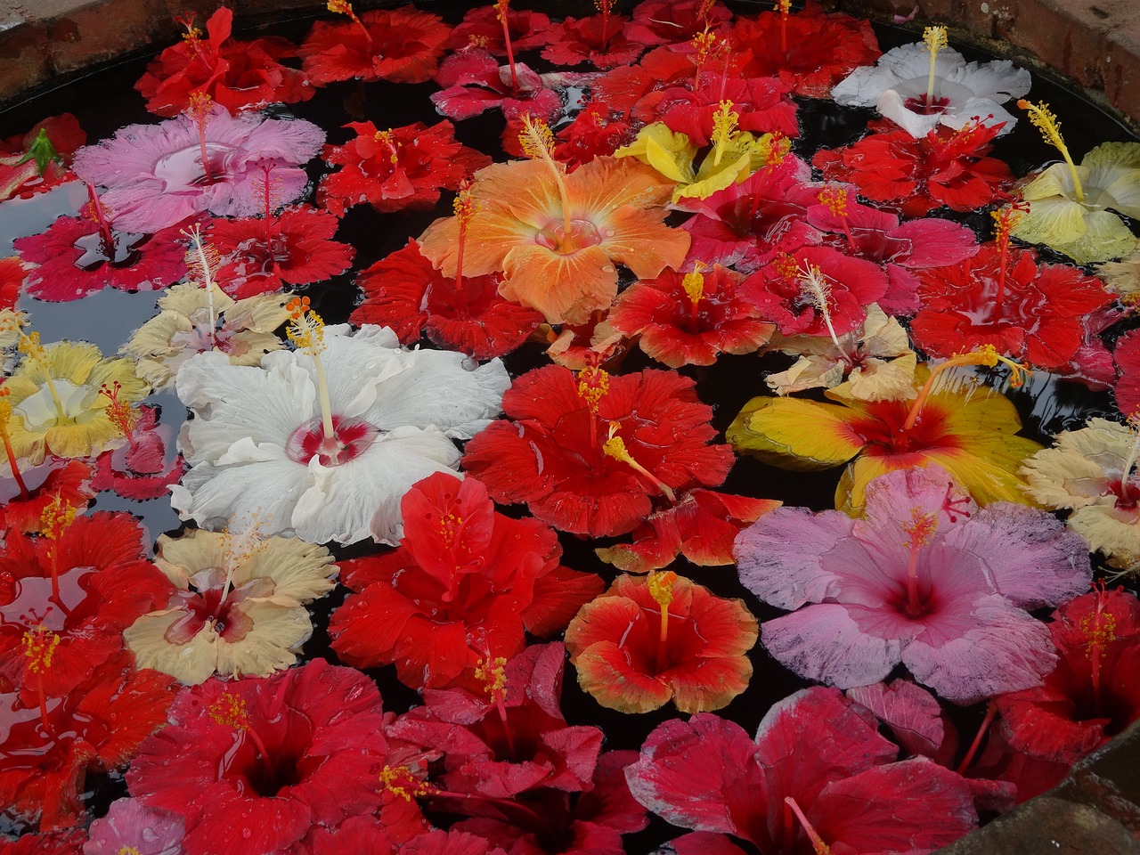 flower pond floating flowers flower decoration free photo