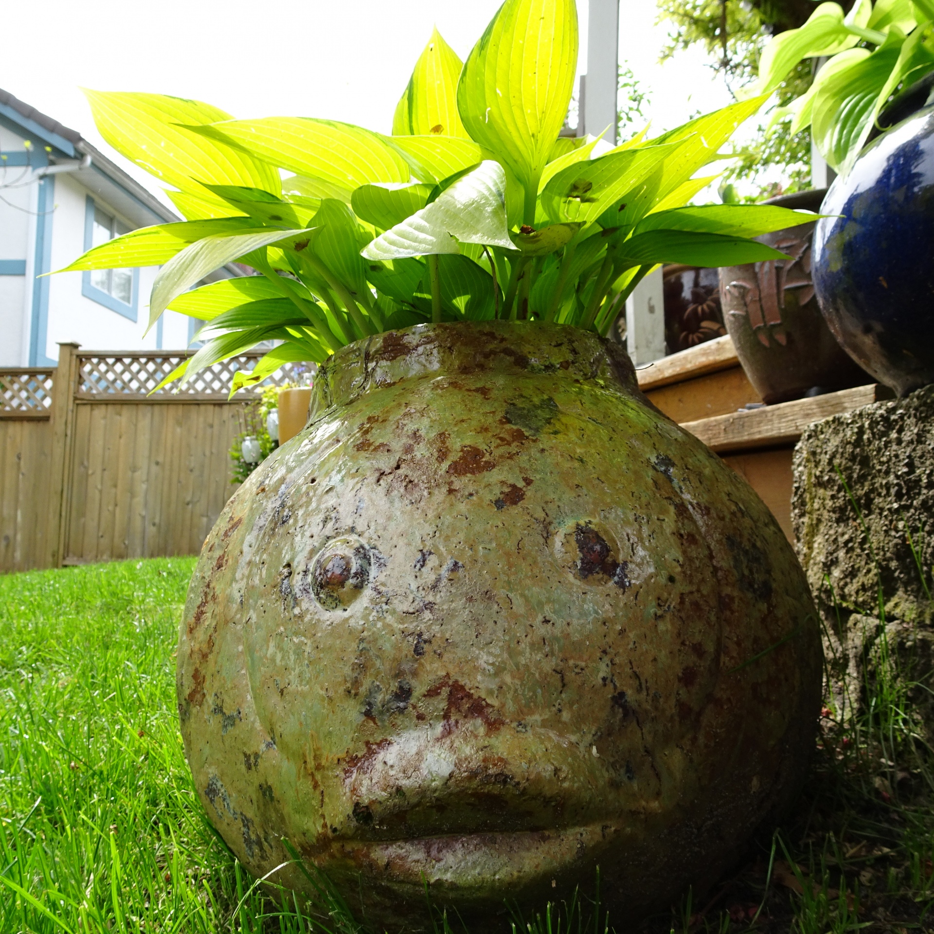 flowerpot yellow flowers free photo