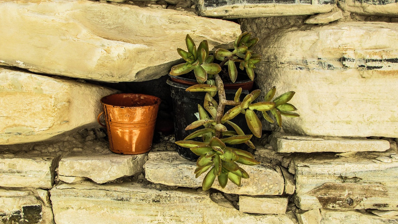 flower pot wall stone free photo