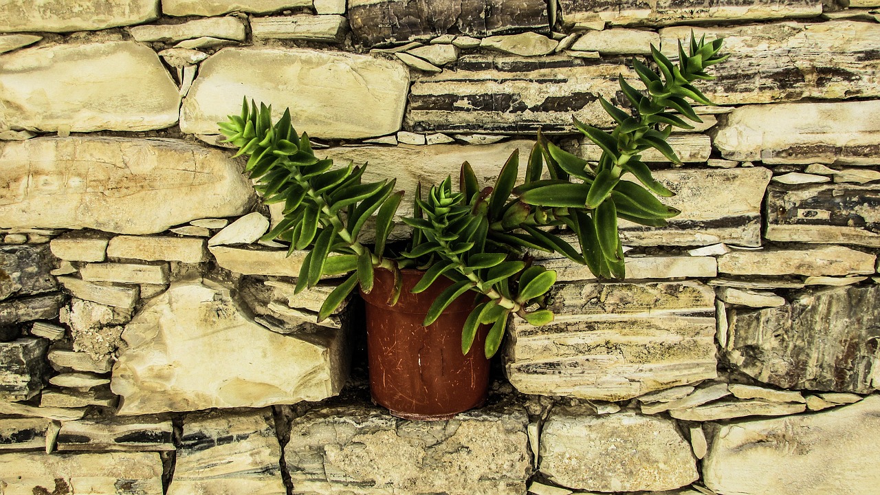 flower pot wall stone free photo