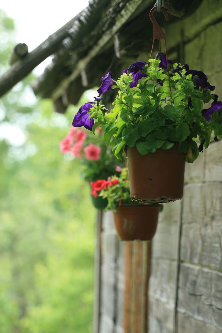 flower pot potted plant flowers free photo