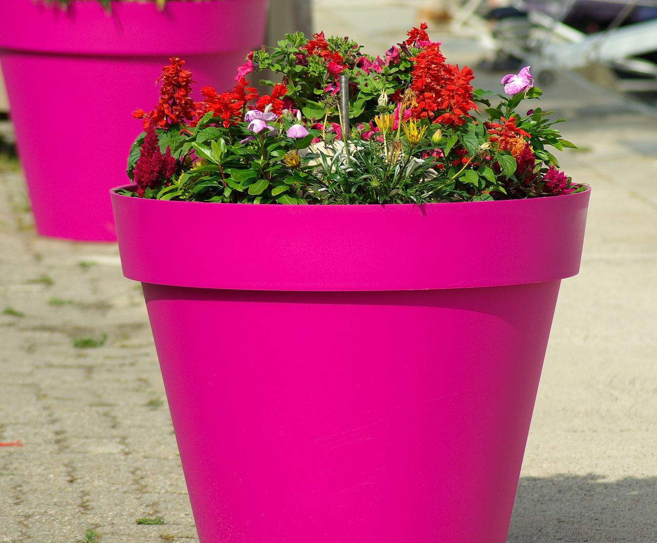 flower pot flowers flowers in pots free photo