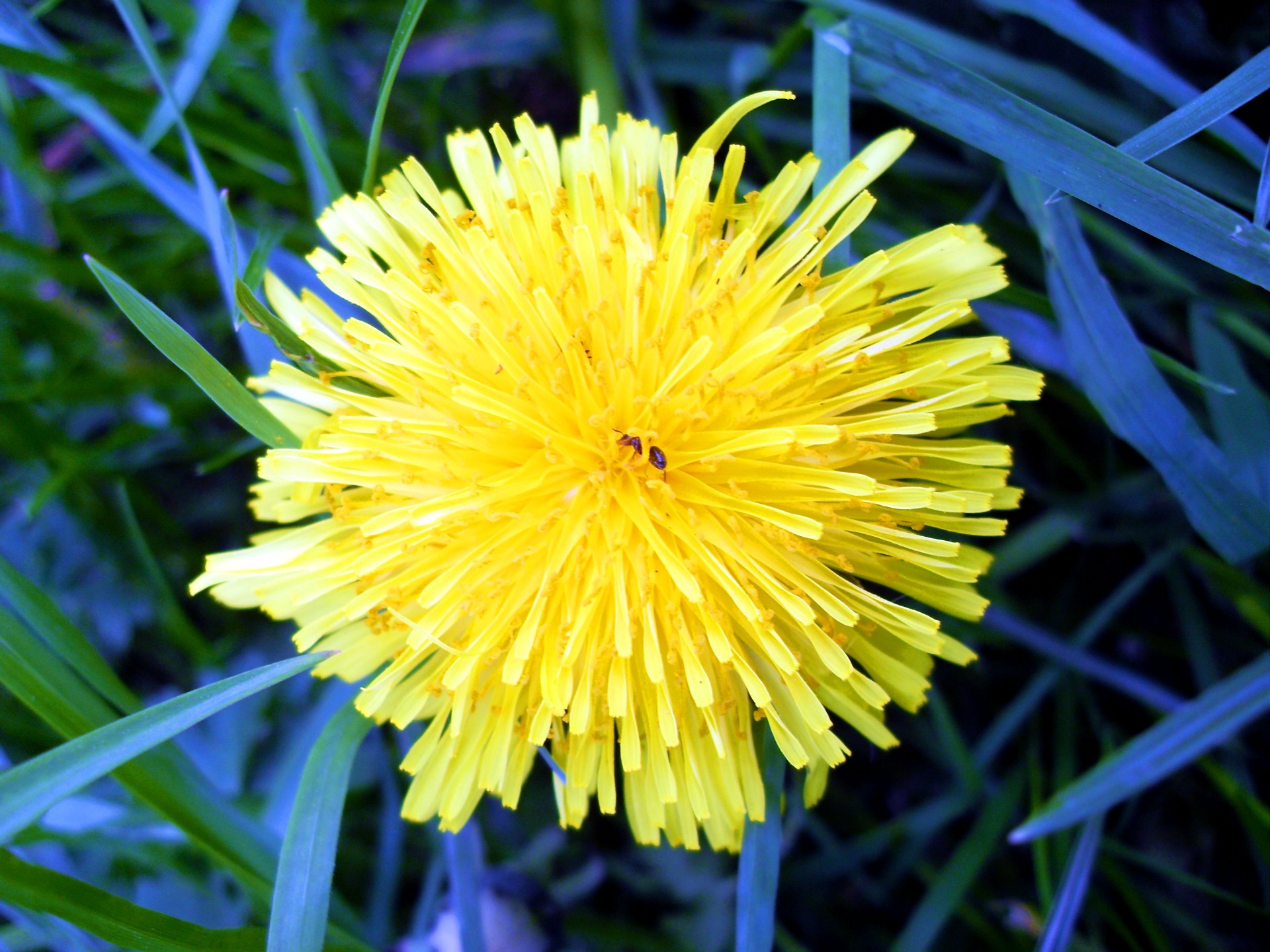 flower yellow insect free photo