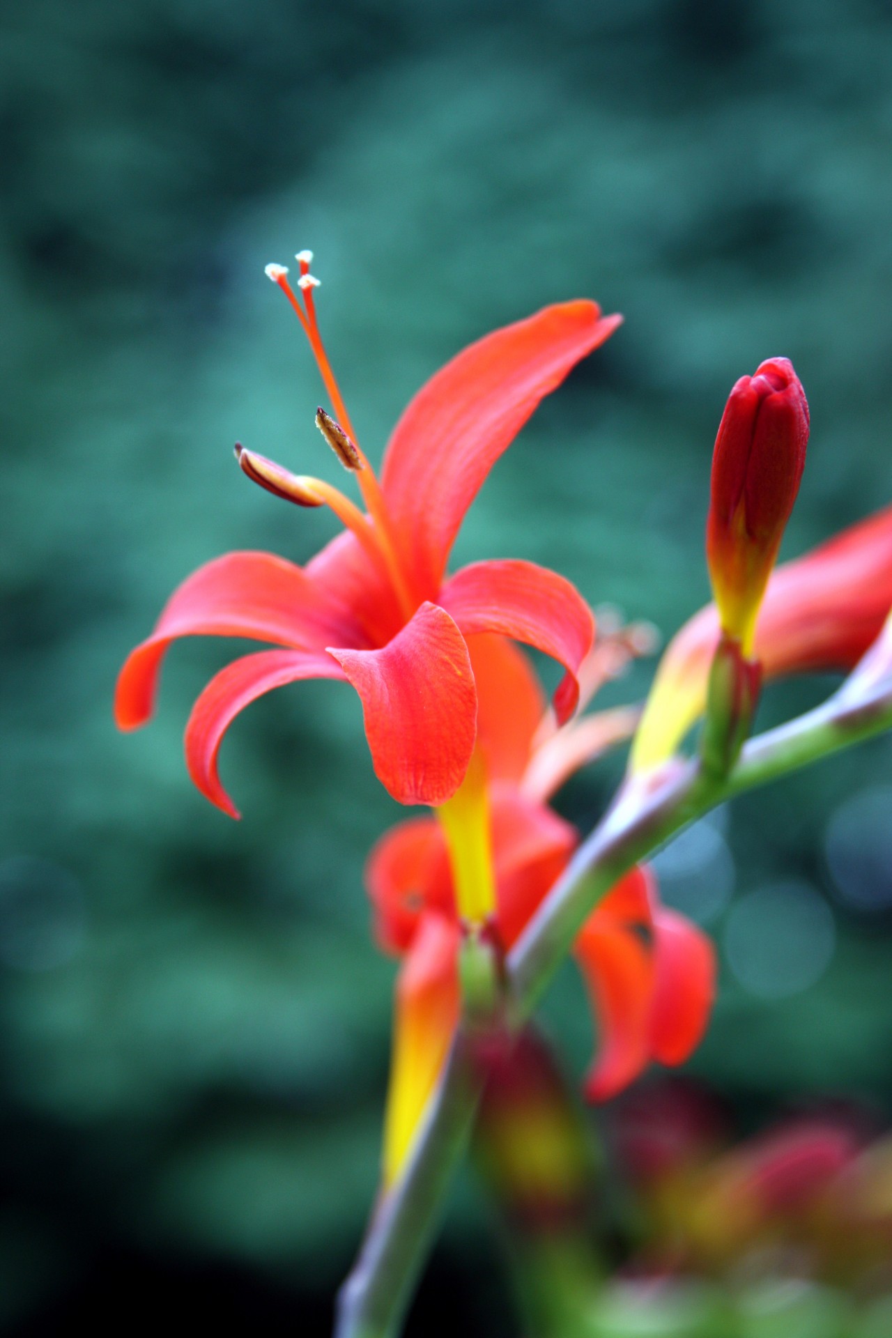 flower petal stem free photo