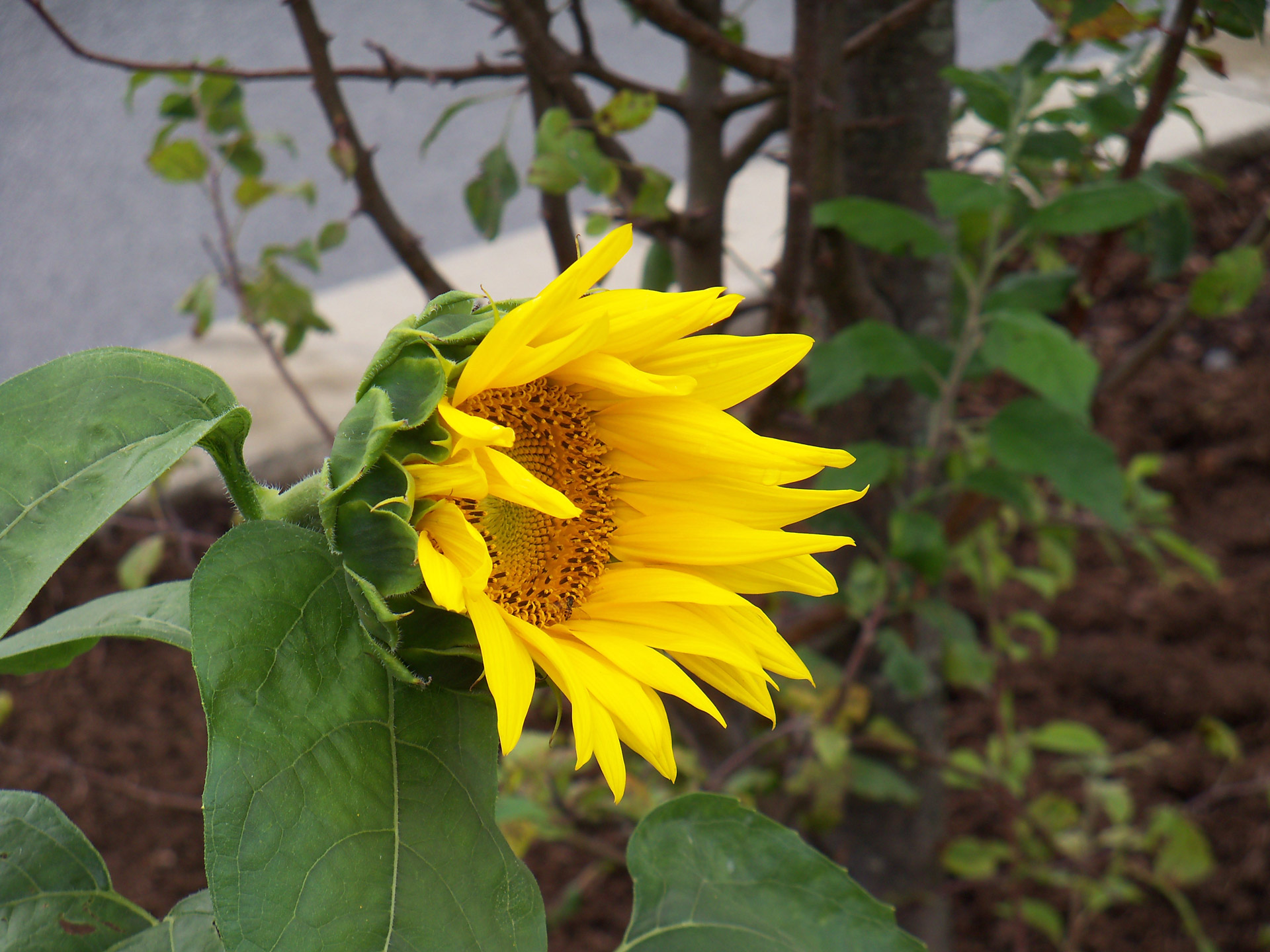 sunflower sunflowers flowers free photo