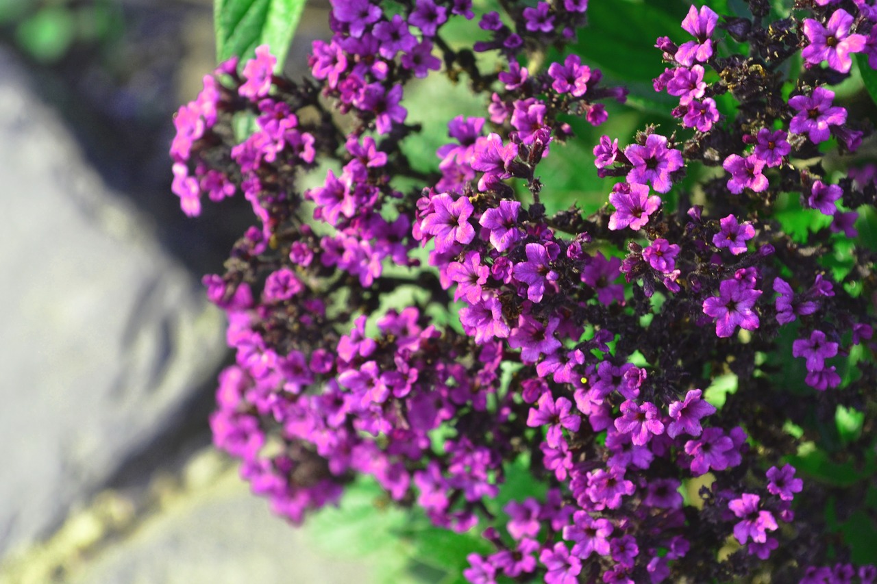 flower purple flowers summer free photo