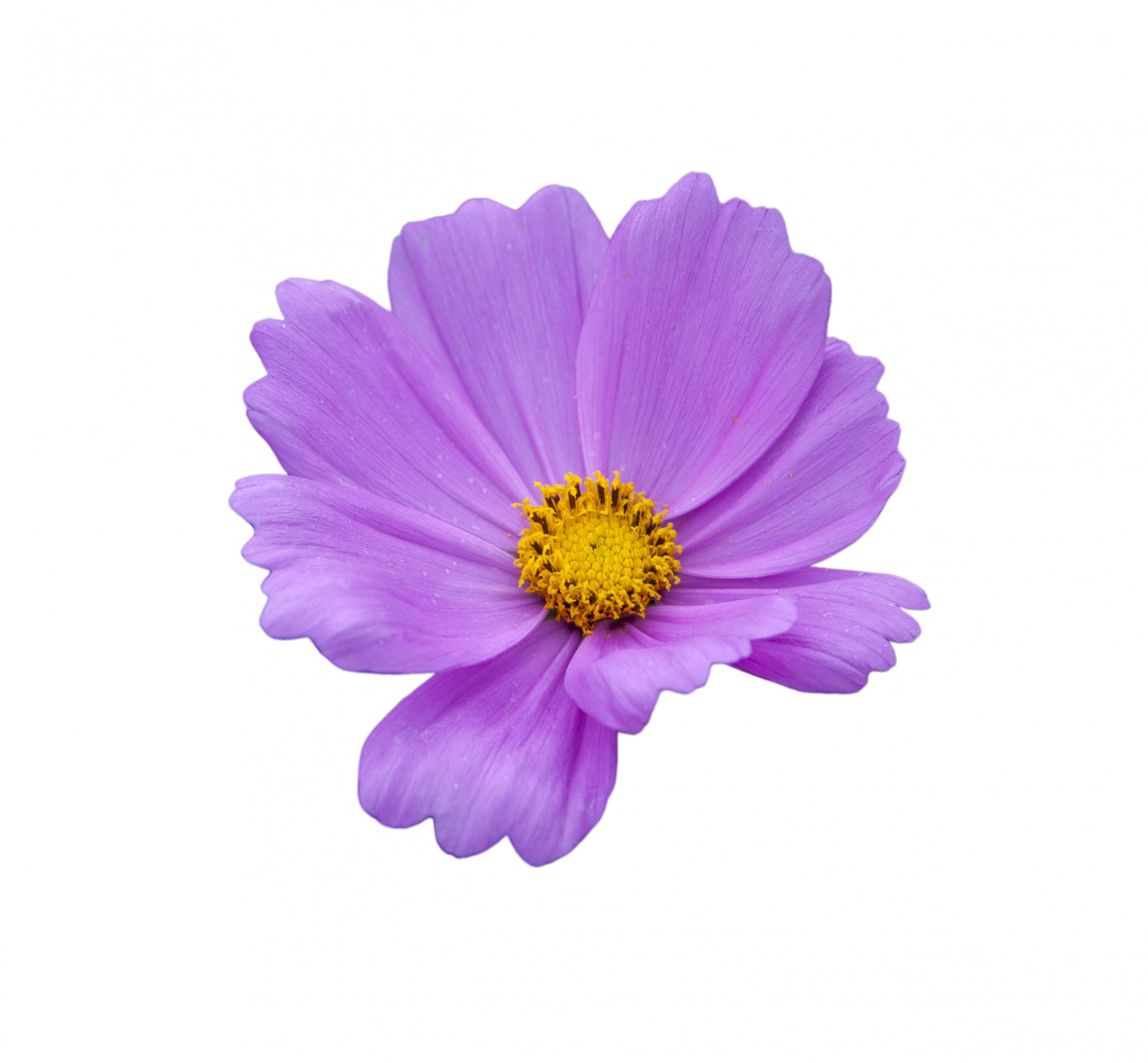 flower purple lavender free photo