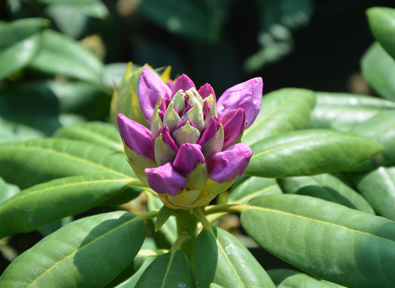 flower rhododendron  bud  green leaves free photo