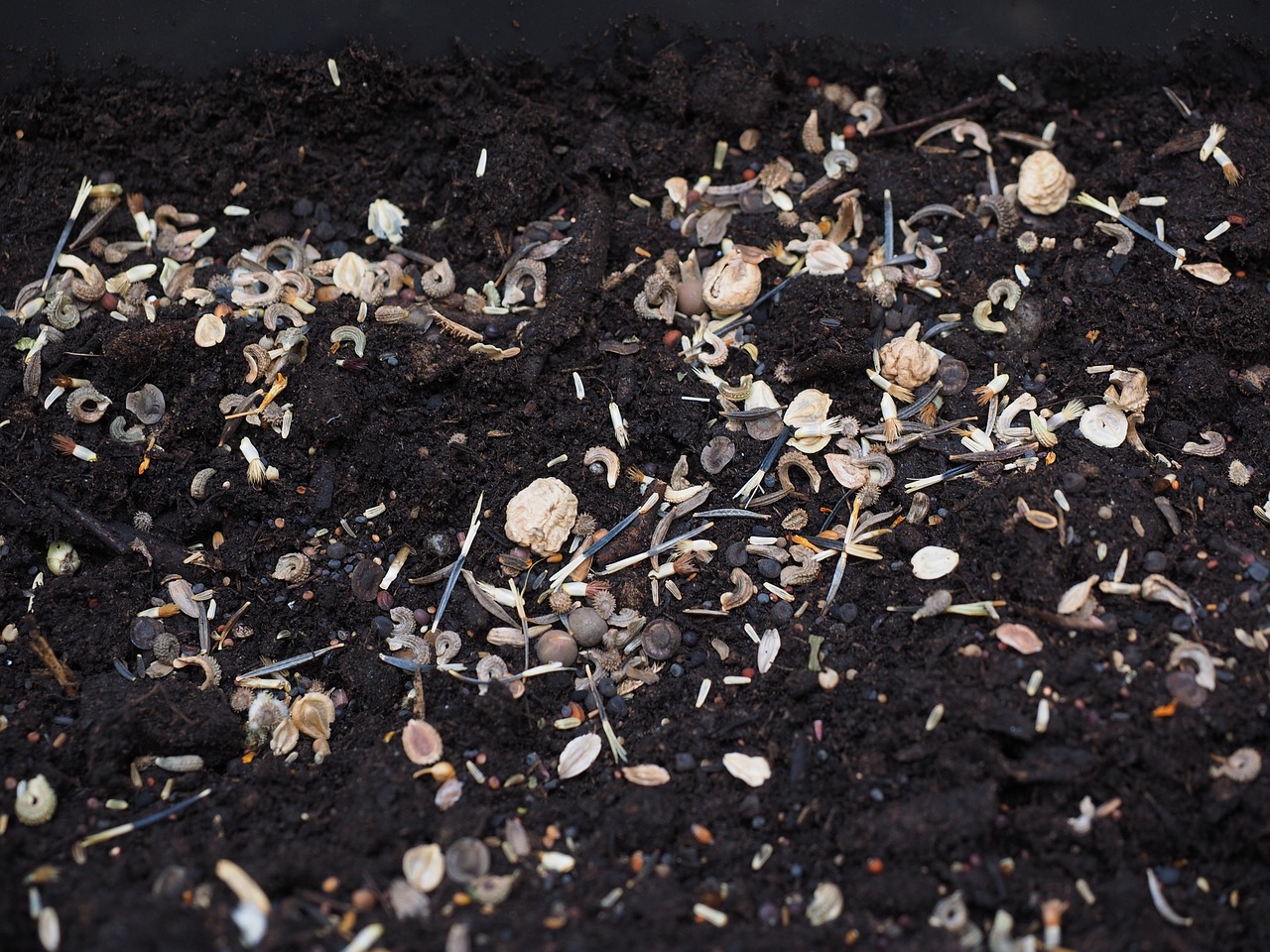 flower seeds seed sowing free photo