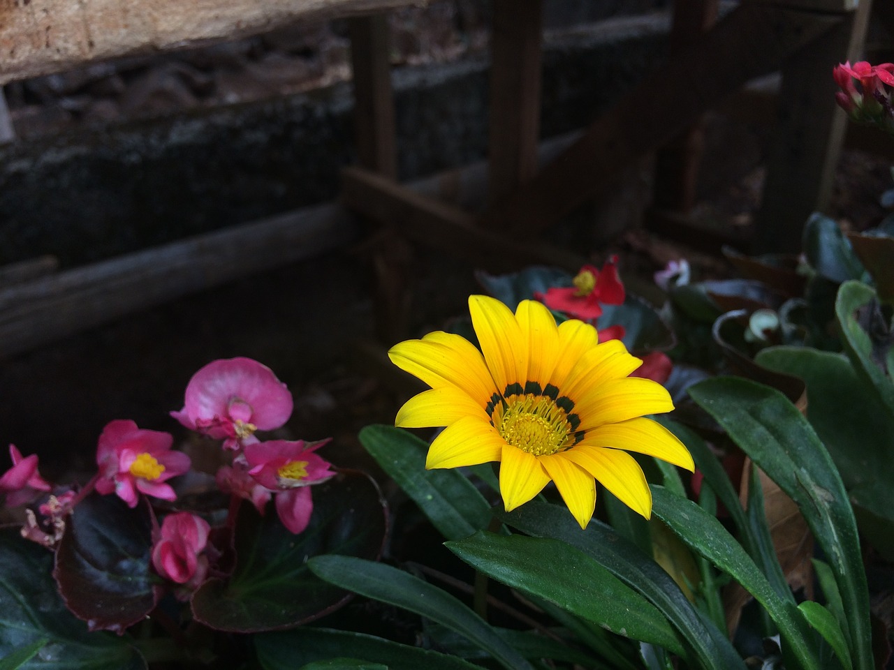 flower show  yellow  flora free photo