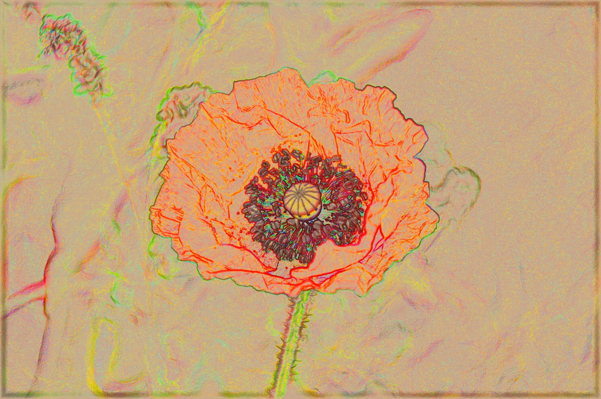 flower background decoration free photo