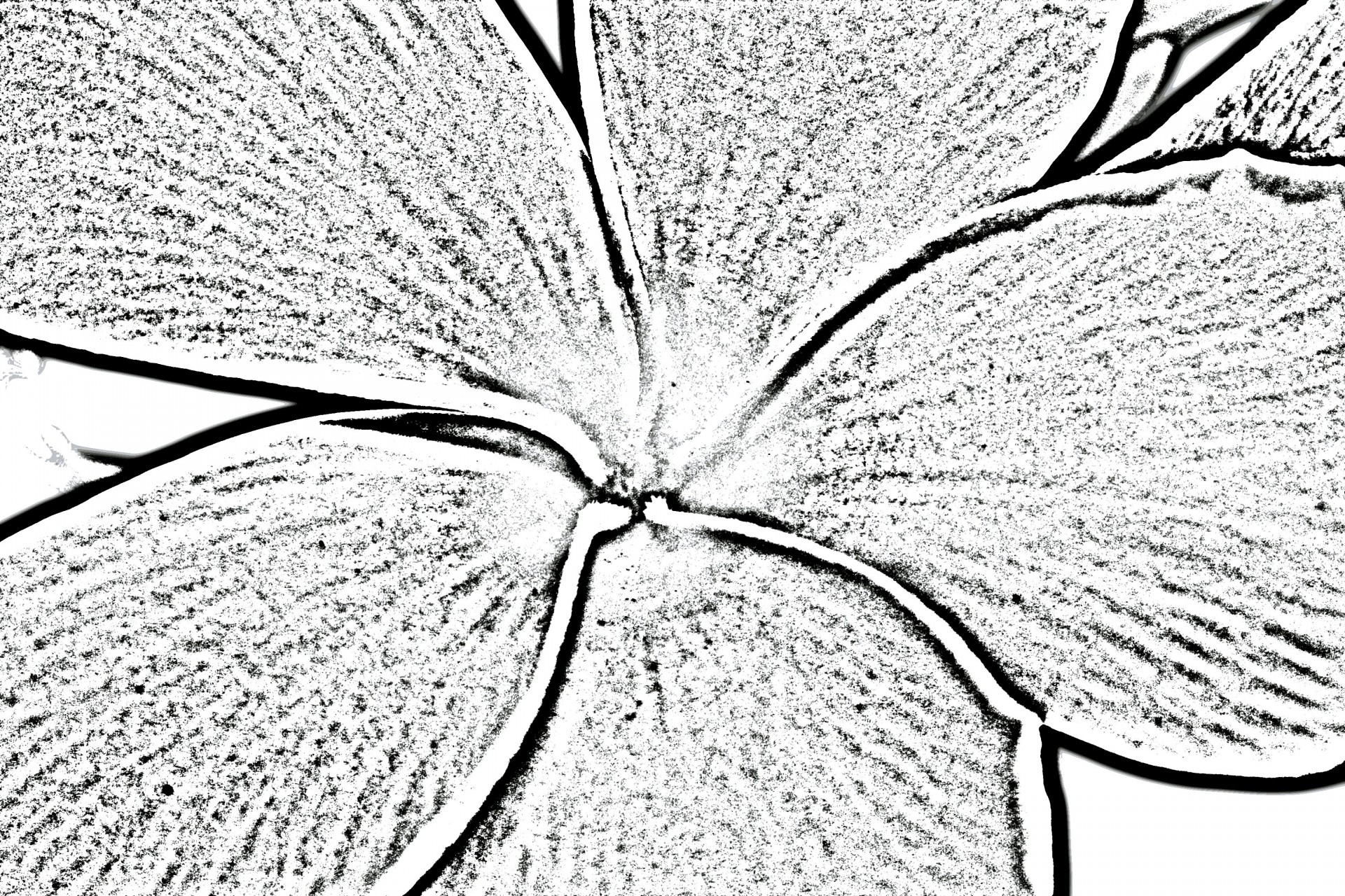 flower sketch flower sketch free photo