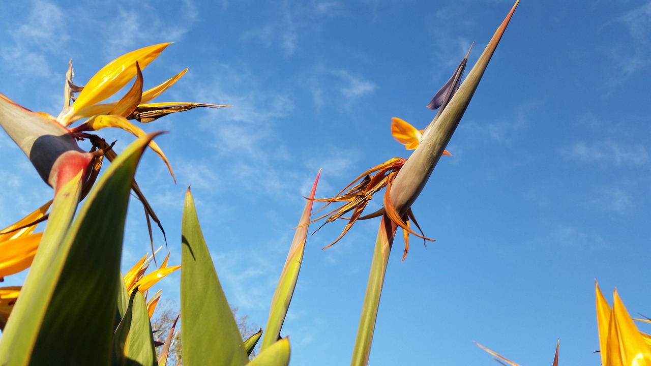 flower sky bird of paradise paradise free photo