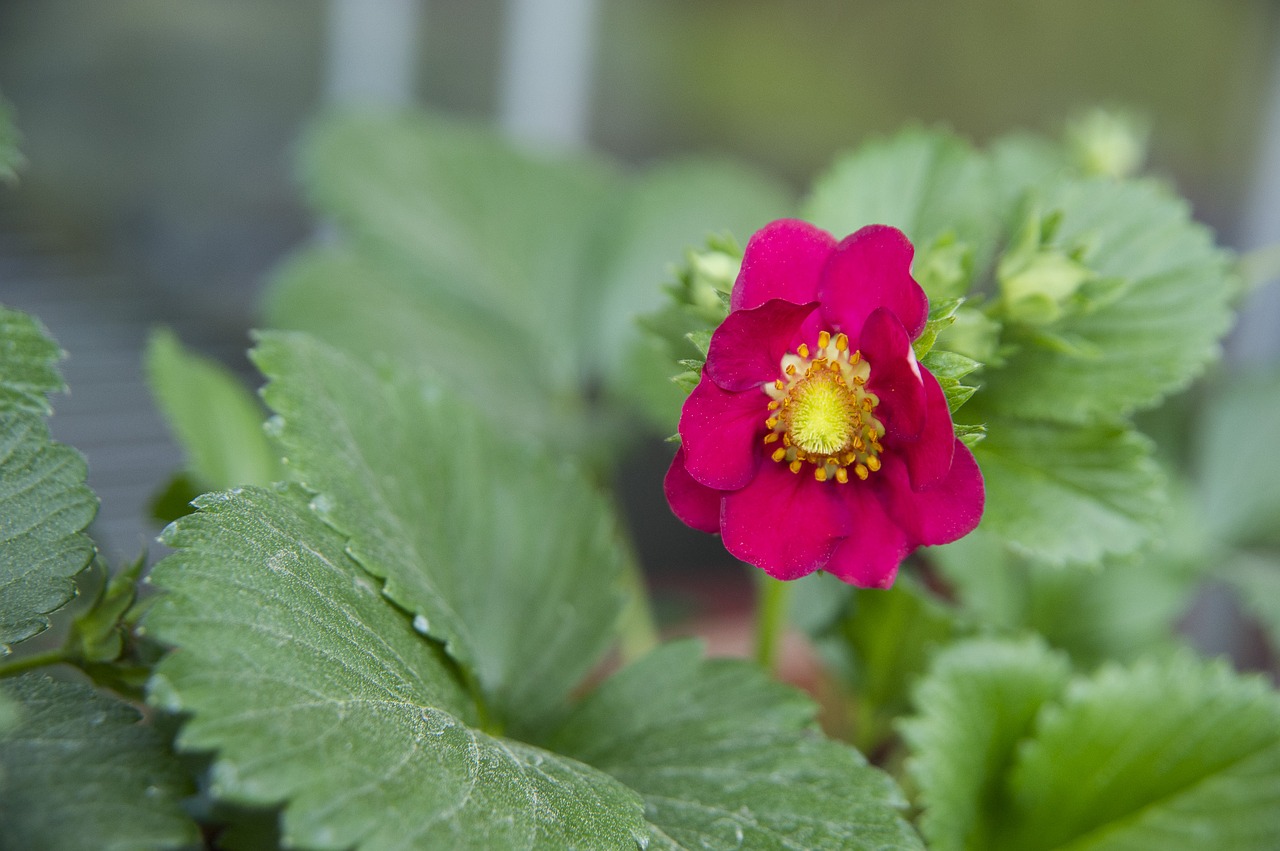 flower strawberry strawberry hanging lamp strawberry free photo