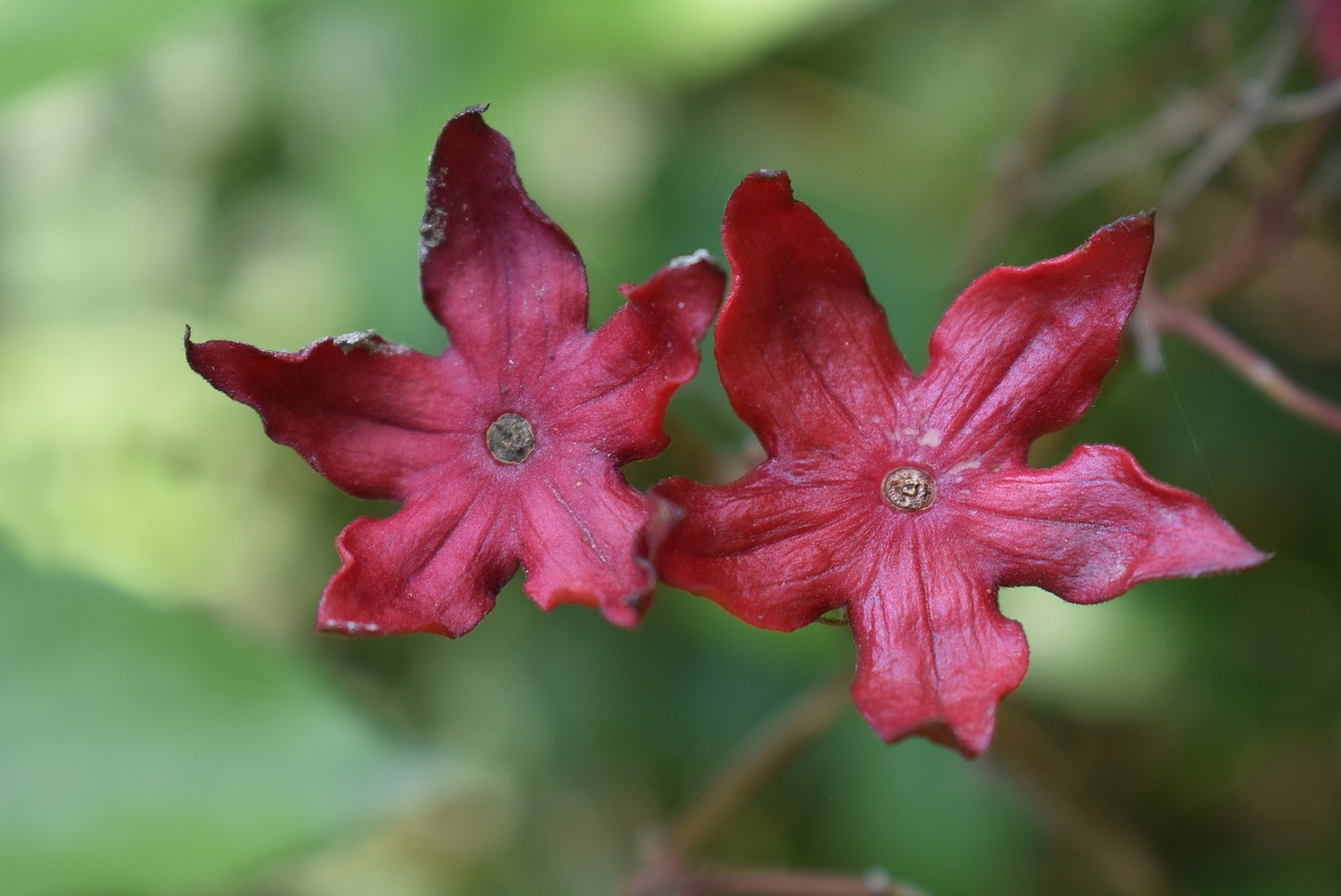 flower summer nature red free photo