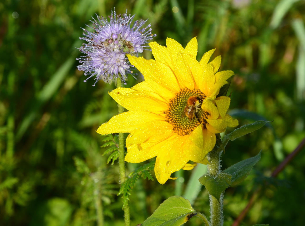 flower sunflower bee nature free photo