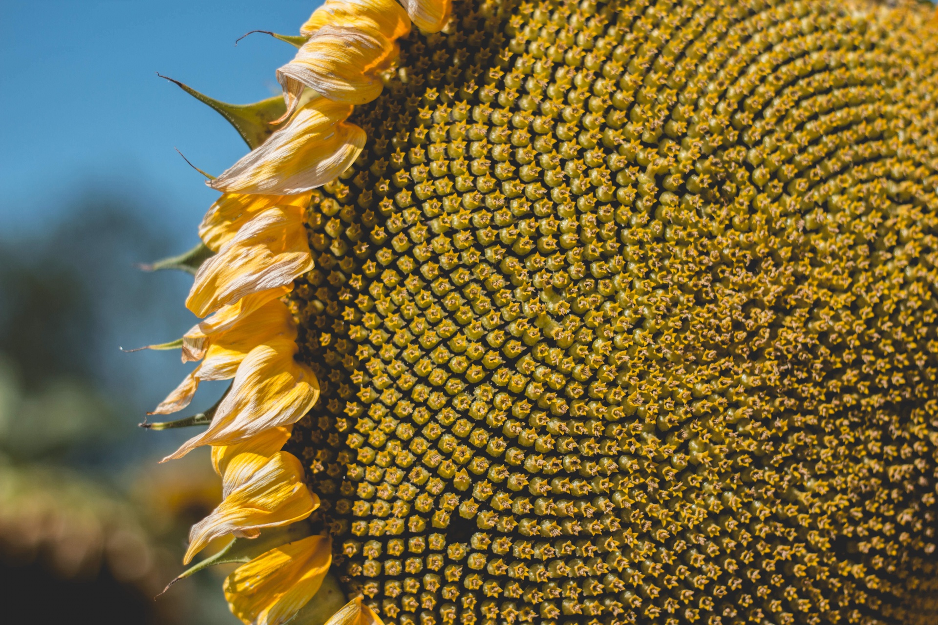 flower sunflower sun free photo